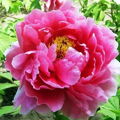 Пион ВОСХОД СОЛНЦА древовидный  Пион ВОСХОД СОЛНЦА древовидный в Костроме