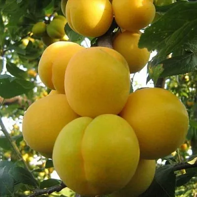 Слива ЛОДВА в Костроме