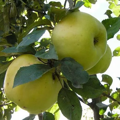 Яблоня АНТОНОВКА ОБЫКНОВЕННАЯ  Яблоня Антоновка Обыкновенная в Костроме