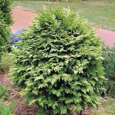 Туя ВАРЕАНА ЛЮТЕСЦЕНС западная в Костроме