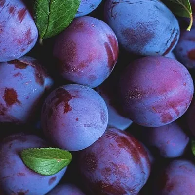 Слива в Костроме