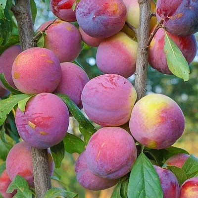 Слива КОЛОННОВИДНАЯ в Костроме