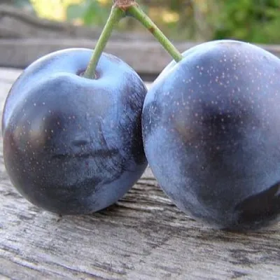 Слива БЛЮФРИ  Слива БЛЮФРИ в Костроме