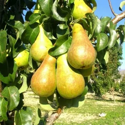Груша Г-9 колонновидная  Груша Г-9 колонновидная в Костроме