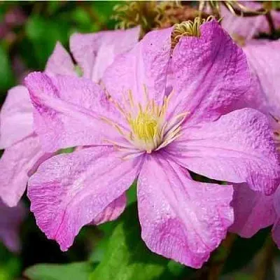 Клематис КОМТЕСС ДЕ БУШО  Клематис КОМТЕСС ДЕ БУШО в Костроме