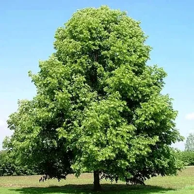 Липа мелколистная  Липа мелколистная в Костроме