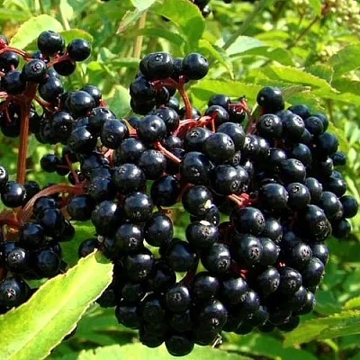 Бузина в Костроме