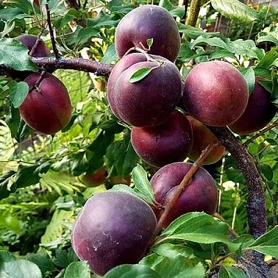 Шарафуга БЕЛЛА РОЯЛЬ в Костроме