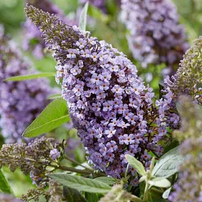 Буддлея давида БАТТЕРФЛЯЙ КАНДИ ЛИЛА СВИТХАРТ  Буддлея давида БАТТЕРФЛЯЙ КАНДИ ЛИЛА СВИТХАРТ в Костроме