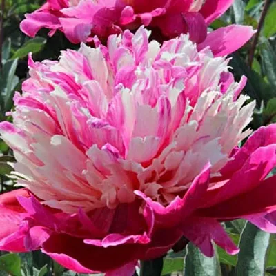 Пион ДЕЙДРИМ травянистый  Пион ДЕЙДРИМ травянистый в Костроме