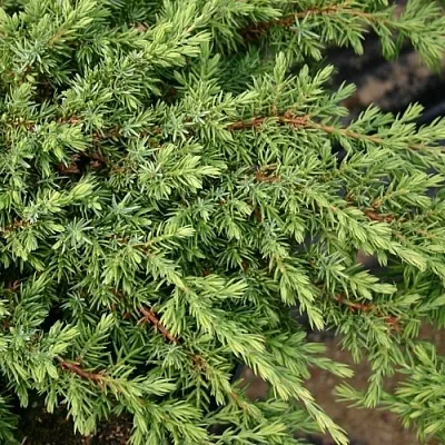 Можжевельник в Костроме