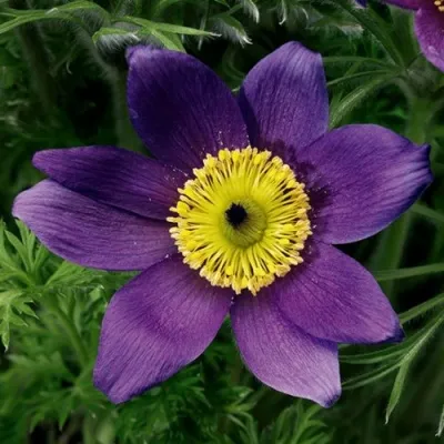 Прострел ПИНВИЛ БЛЮ ШЕЙДЕС в Костроме