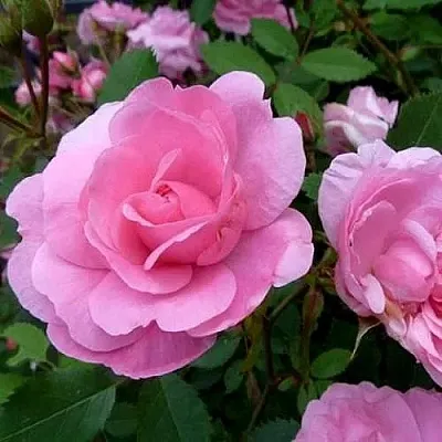 Саженцы роз ДЖОН ДЭВИС плетистая  Саженцы роз ДЖОН ДЭВИС плетистая в Костроме