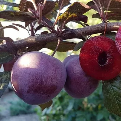 Слива ПАННА  в Костроме