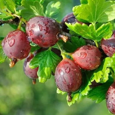 Крыжовник СЕРЕНАДА  Крыжовник СЕРЕНАДА в Костроме