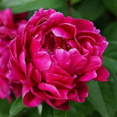 Пион ЛУИ ВАН-ГУТТ травянистый  Пион ЛУИ ВАН-ГУТТ травянистый в Костроме