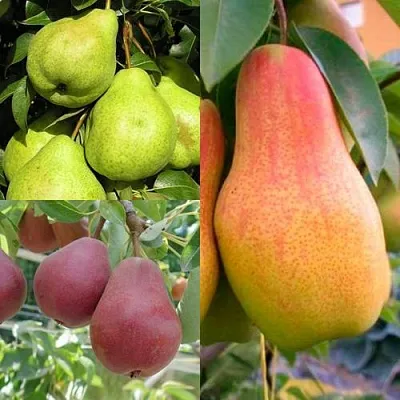 Комплект ГРУШЕВОЕ АССОРТИ в Костроме