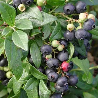 Голубика ПУТТЕ  Голубика ПУТТЕ в Костроме