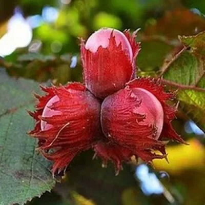 Фундук КРАСНЫЙ ЯНТАРЬ — описание сорта Фундук КРАСНЫЙ ЯНТАРЬ в Костроме