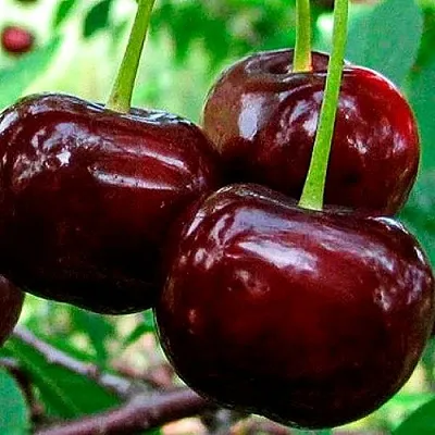 Дюк (черевишня) в Костроме