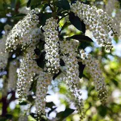 Черемуха виргинская ШУБЕРТ  Черемуха виргинская ШУБЕРТ в Костроме