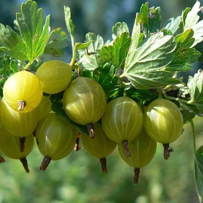 Крыжовник ЮБИЛЕЙНЫЙ  Крыжовник ЮБИЛЕЙНЫЙ в Костроме