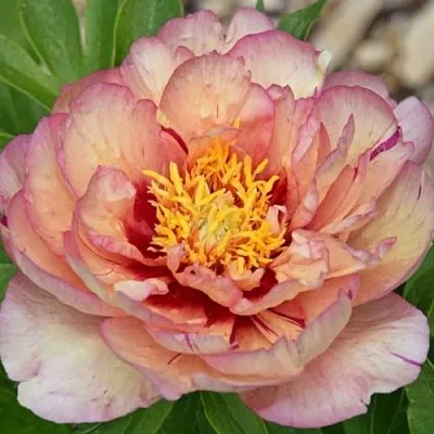 Пион КЭЛЛИС МЕМОРИ ито-гибрид  Пион КЭЛЛИС МЕМОРИ ито-гибрид в Костроме