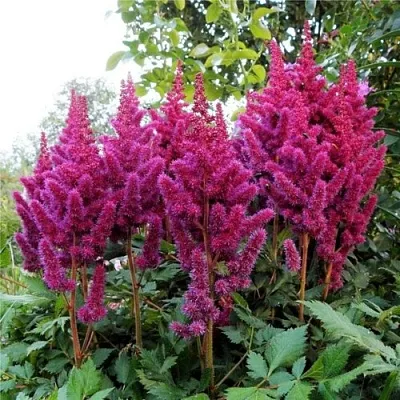 Астильба ВИЖНС китайская в Костроме