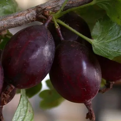 Крыжовник ЧЕЛЯБИНСКИЙ СЛАБОШИПОВАТЫЙ  Крыжовник ЧЕЛЯБИНСКИЙ СЛАБОШИПОВАТЫЙ в Костроме