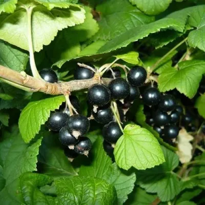 Смородина чёрная БАГИРА — описание сорта Смородина чёрная БАГИРА в Костроме