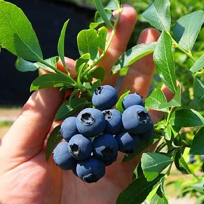 Голубика НОРТ КАНТРИ  Голубика НОРТ КАНТРИ в Костроме