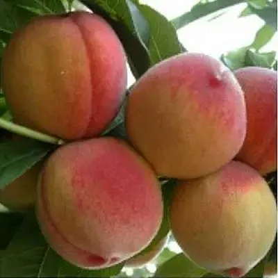 Персик ТУРИСТ  Персик ТУРИСТ в Костроме