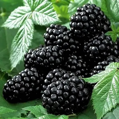 Ежевика БЛЭК БЬЮТИ  Ежевика БЛЭК БЬЮТИ в Костроме