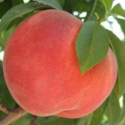 Персик МАЙСКИЙ ЦВЕТОК  Персик МАЙСКИЙ ЦВЕТОК в Костроме