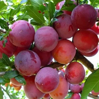 Слива НЕКТАРИННАЯ АРОМАТНАЯ в Костроме