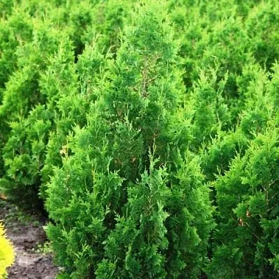 Туя СПИРАЛИС западная  Туя СПИРАЛИС западная в Костроме