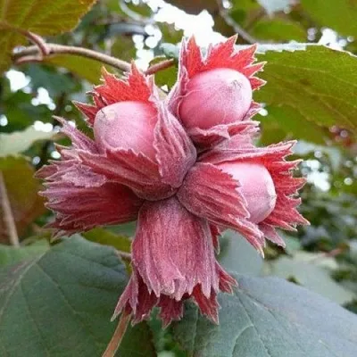 Фундук СКАРЛЕТТ  Фундук СКАРЛЕТТ в Костроме