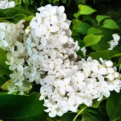 Сирень МАЛЕНЬКИЙ ПРИНЦ  Сирень МАЛЕНЬКИЙ ПРИНЦ в Костроме