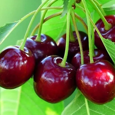 Вишня ВЯНОК  Вишня ВЯНОК в Костроме