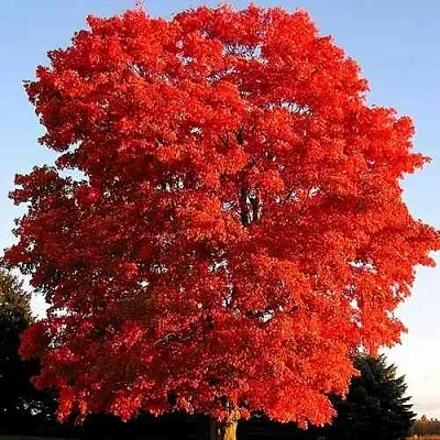 Дуб красный  в Костроме