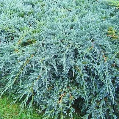 Можжевельник БЛЮ КАРПЕТ чешуйчатый  Можжевельник БЛЮ КАРПЕТ чешуйчатый в Костроме