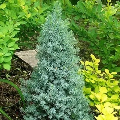 Ель КОНИКА сизая  Ель КОНИКА сизая в Костроме