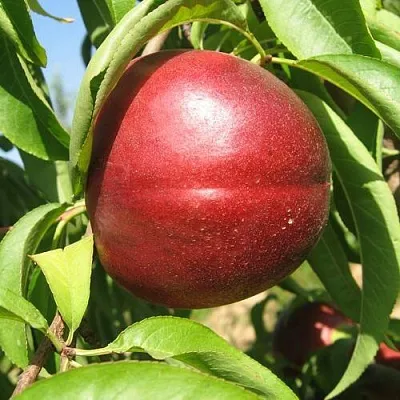 Нектарин ФАНТАЗИЯ  Нектарин ФАНТАЗИЯ в Костроме