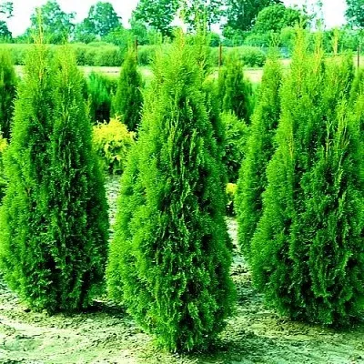 Туя ВИДМАНТ западная в Костроме