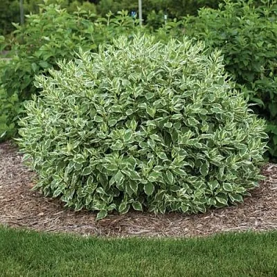 Дерен ЭЛЕГАНТИССИМА белый  Дерен ЭЛЕГАНТИССИМА белый в Костроме