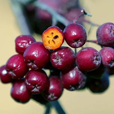 Рябина сладкоплодная в Костроме