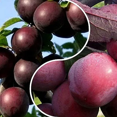 Комплект ИЗЮМИНКА САДА в Костроме