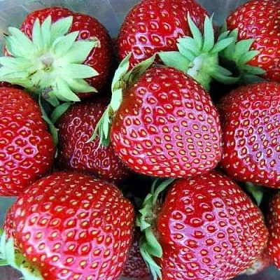 Клубника МАЛЬВИНА в Костроме