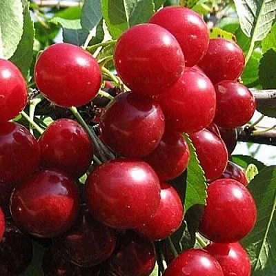 Вишня ГЛУБОКСКАЯ  Вишня ГЛУБОКСКАЯ в Костроме