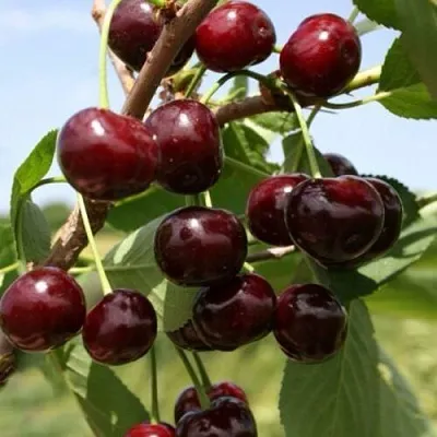 Вишня ГРИОТ БЕЛОРУССКИЙ  Вишня ГРИОТ БЕЛОРУССКИЙ в Костроме